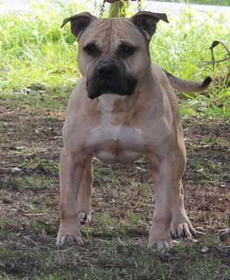 Reigning Bulls Off The Raider (IMP USA)